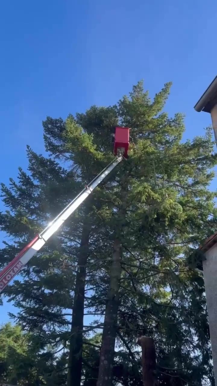 Élagage d'arbre en hauteur