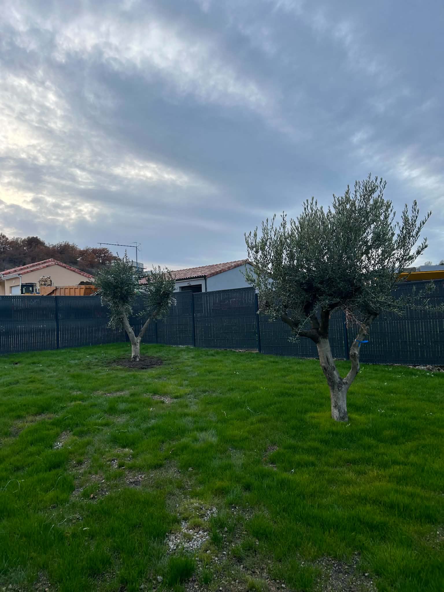 Engazonnement et plantation d'oliviers